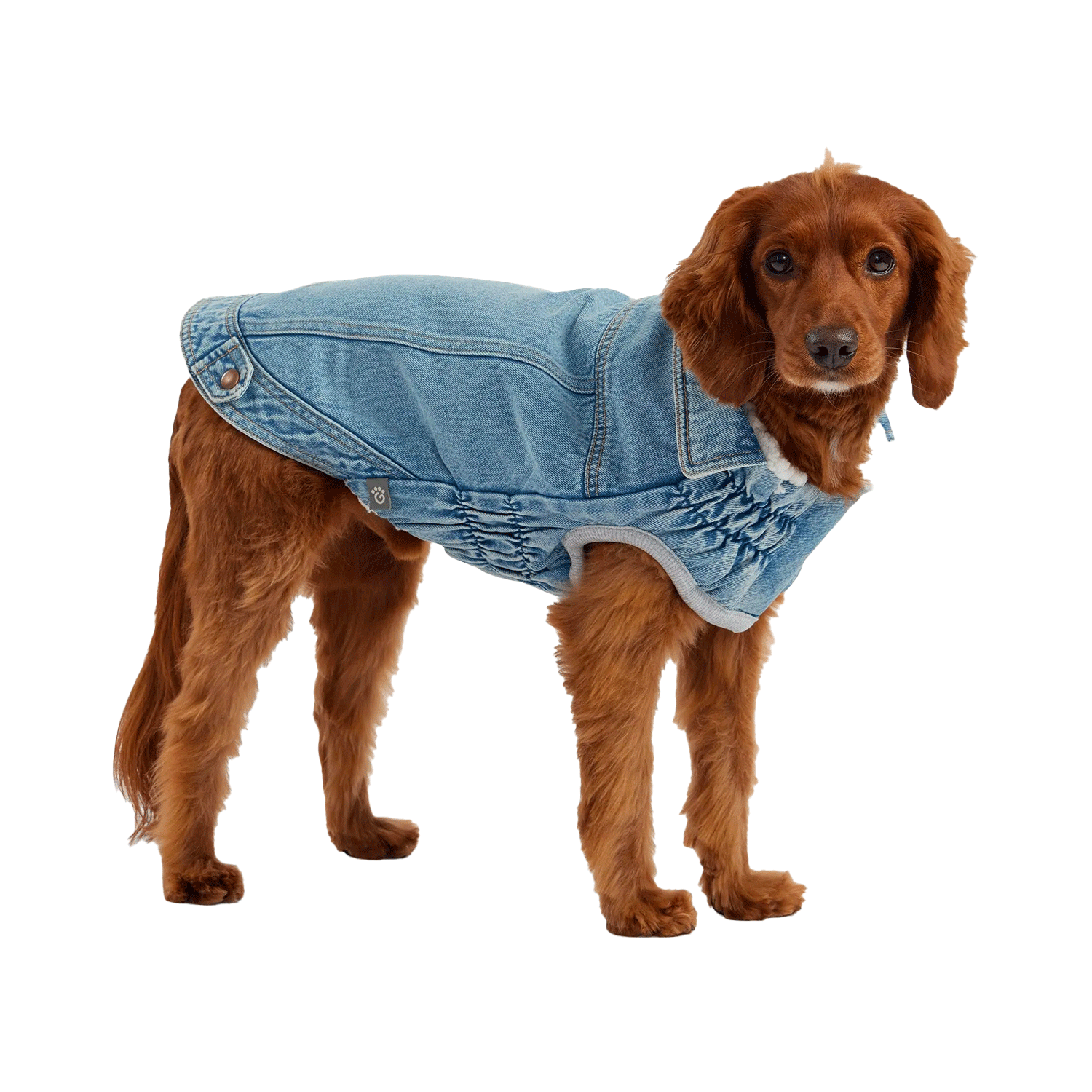 GF Pet Denim Jacket | Uncommon Paws Located in Portland's historic Old ...