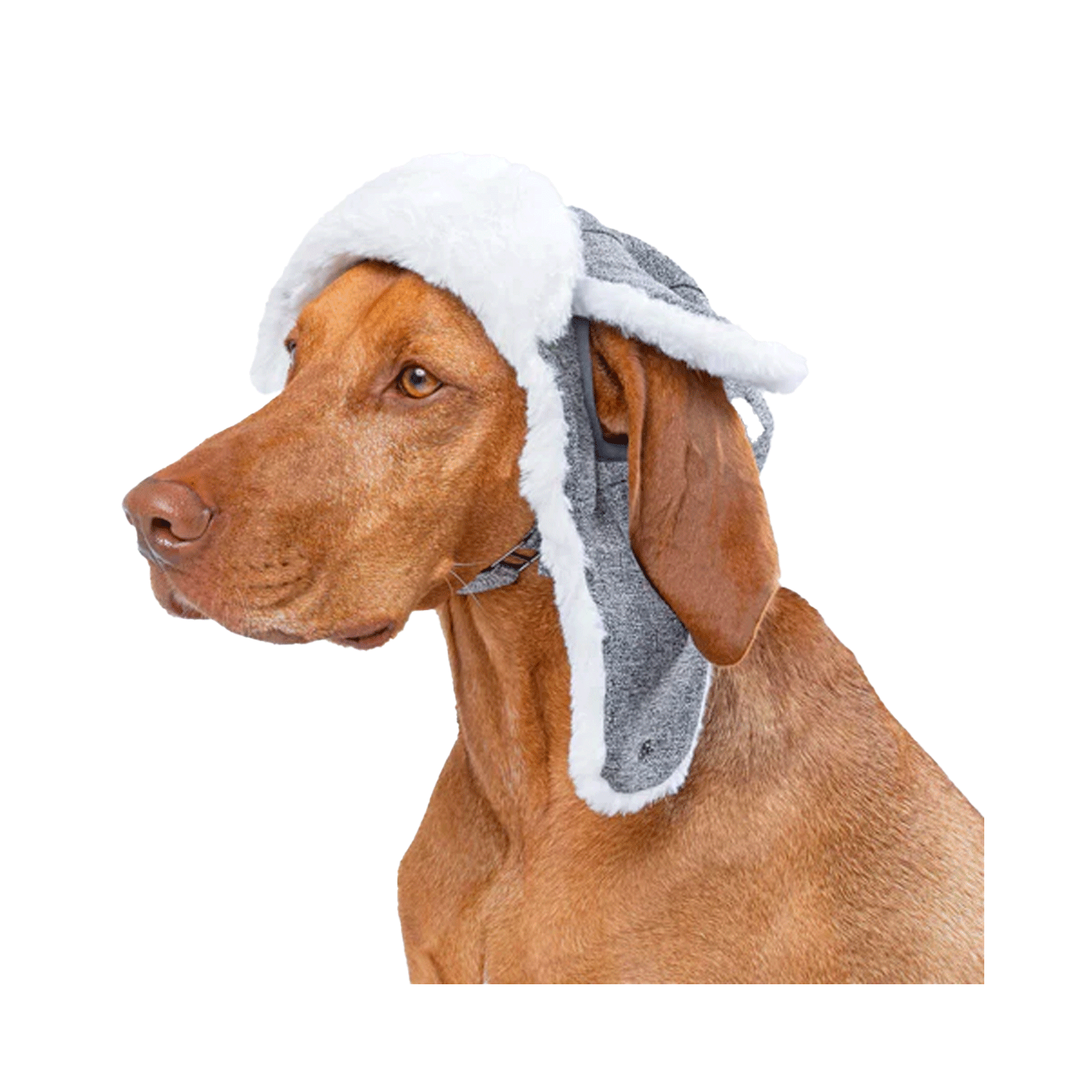 Canada Pooch Arctic Air Hat | Uncommon Paws Located in Portland's ...