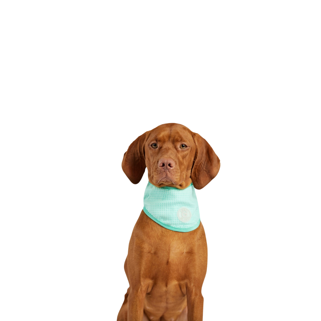 Dog Cooling Products | Cooling Vests, Mats & Gear | Uncommon Paws ...