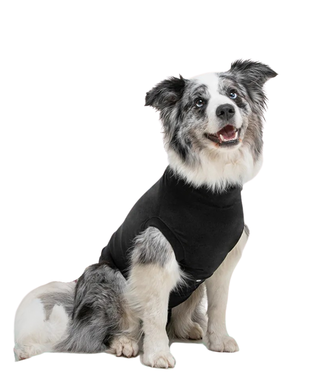 Suitical Recovery Dog Suit | Uncommon Paws Located in Portland's ...