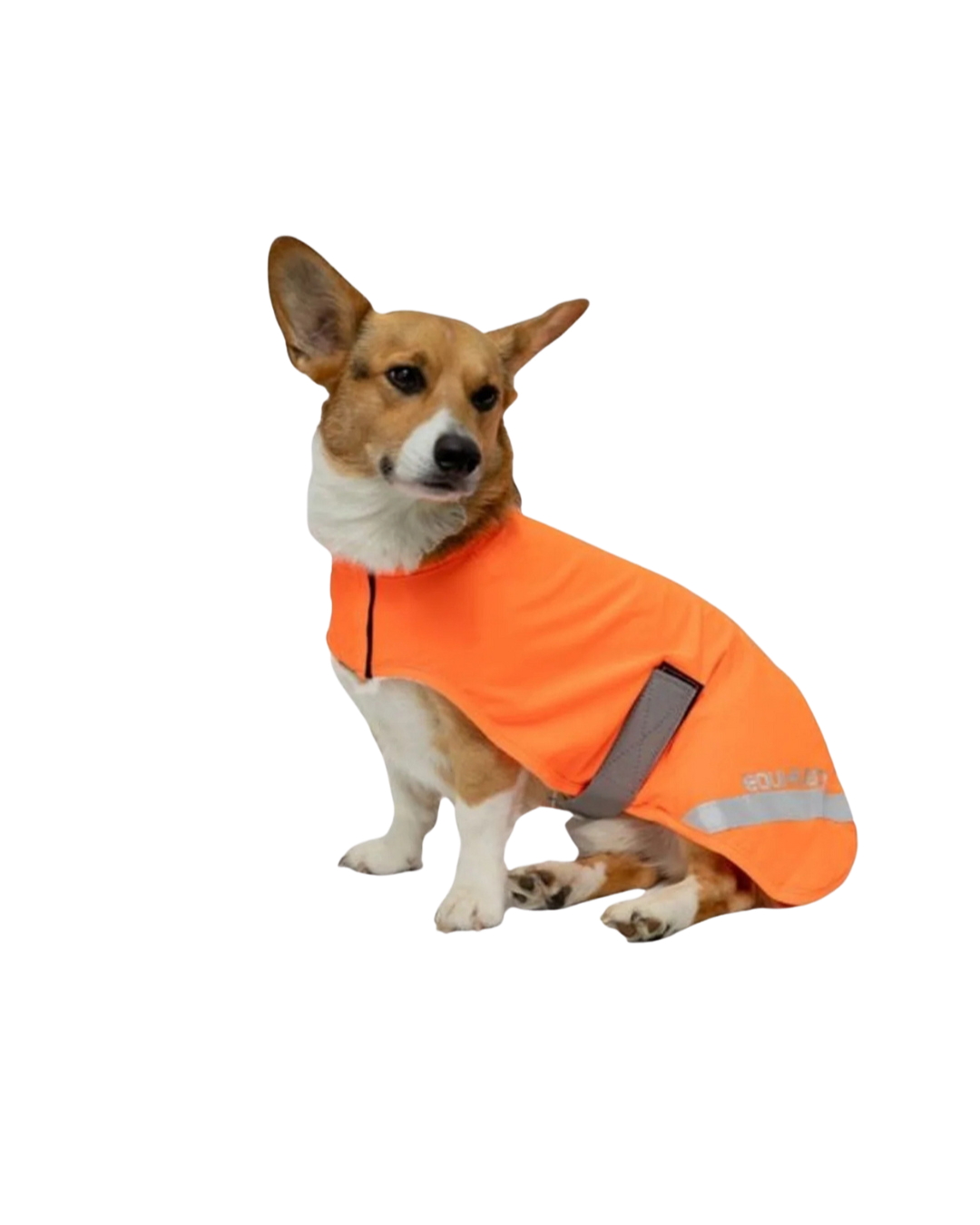 Dog Safety & Travel | Car Seats, Harnesses & Travel Gear | Uncommon ...