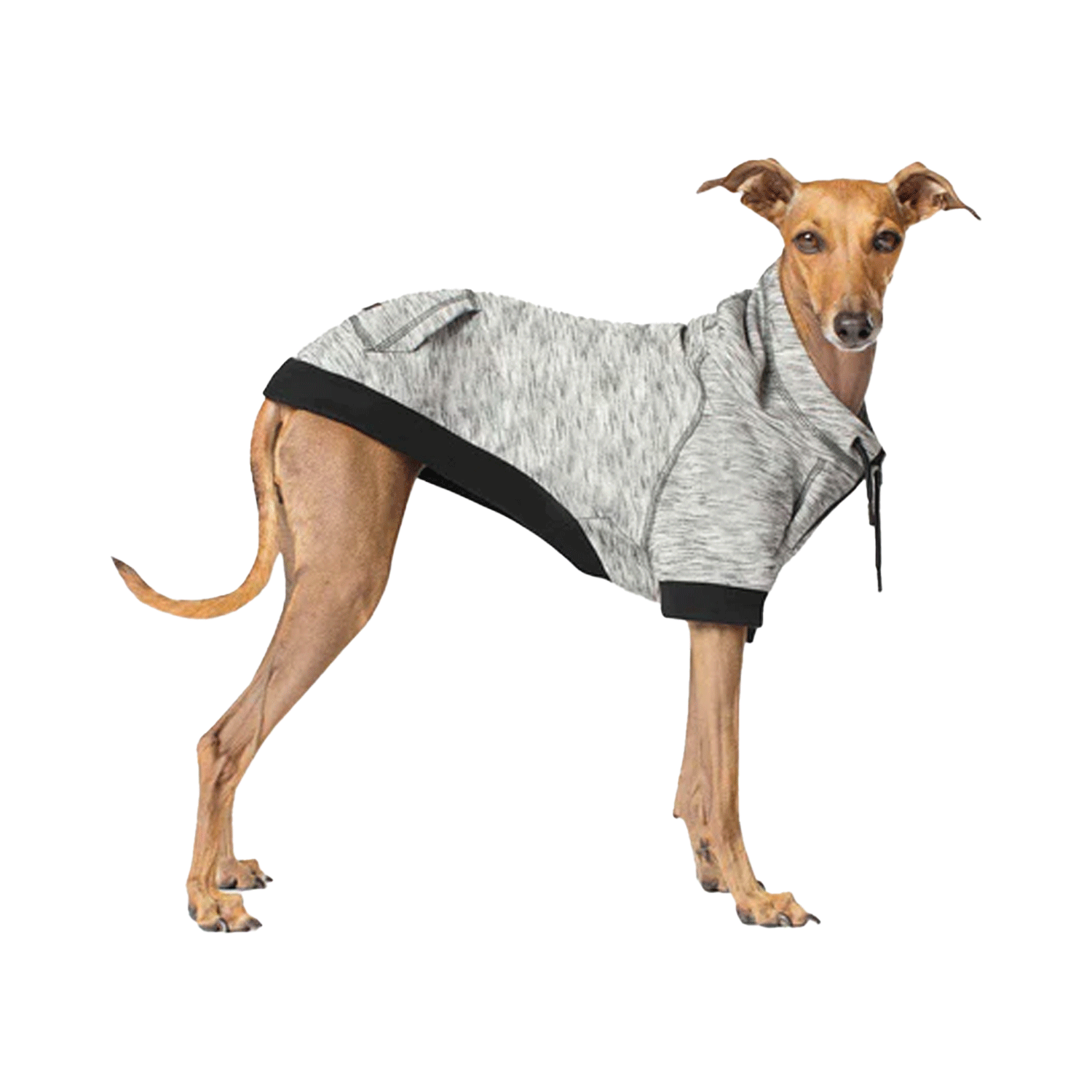 Canada Pooch Hero Hoodie Grey | Uncommon Paws Located in Portland's ...